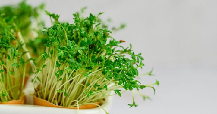 Plant-Based Diets Delicious and Nutritious Recipes for Every Meal of the Day